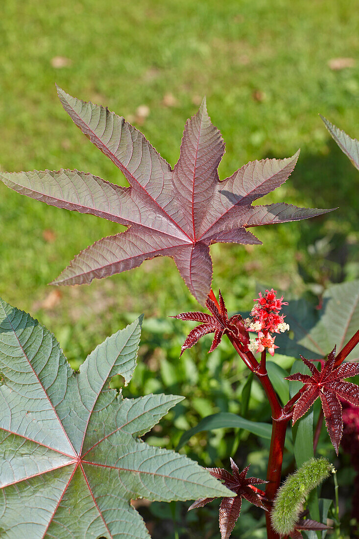 Close up of flowering castor oil plant (Ricinus communis) growing in allotment garden.