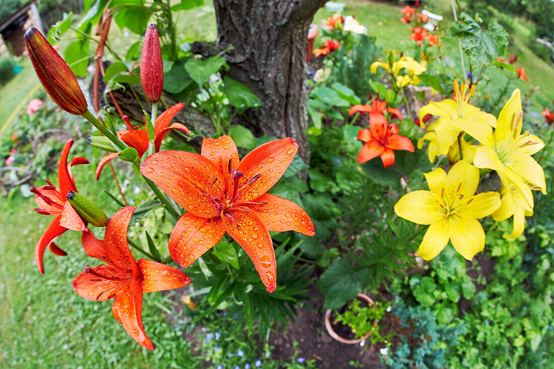 Ein Blick von oben auf ein Blumenbeet mit Feuerlilien, auch bekannt als Jimmy's Bane (Lilium bulbirefum), in einem Kleingarten