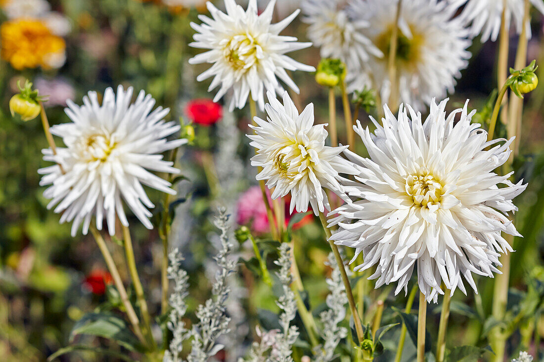 Close up of white dahlia flowers growing in a garden.