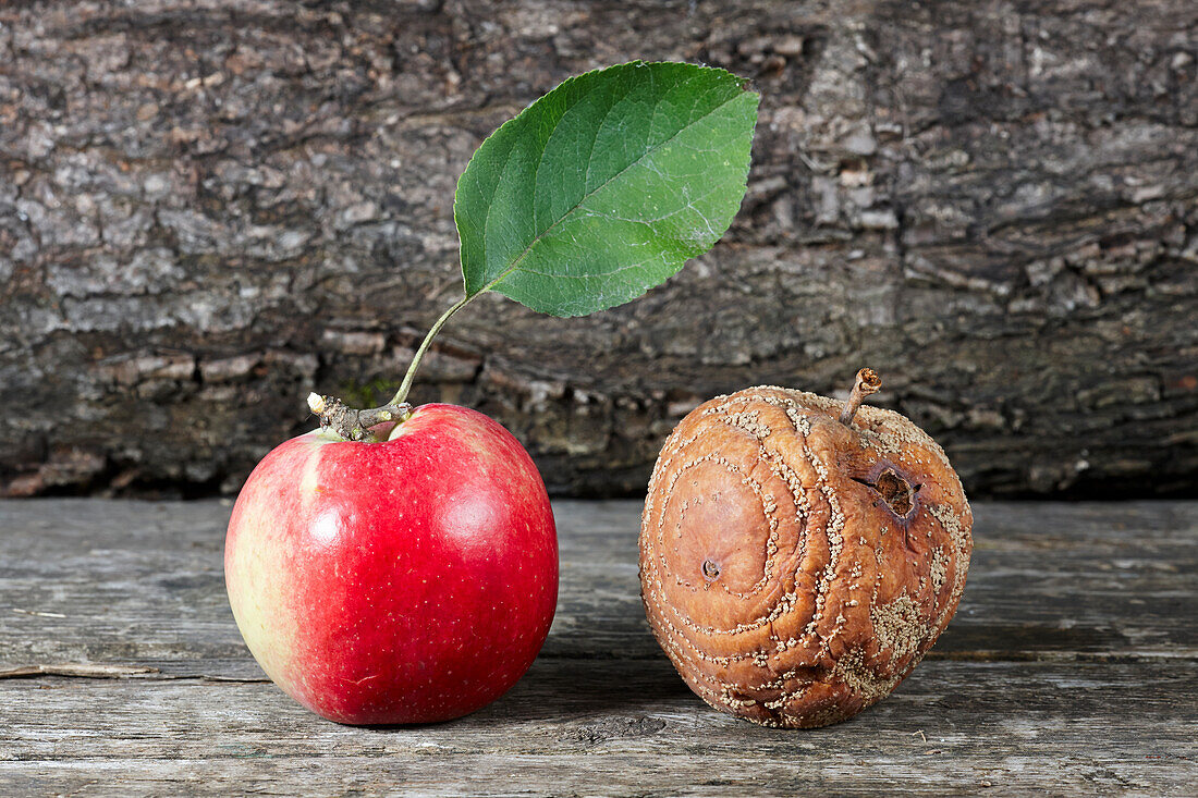 Close up of a rotten apple and a fresh red apple (Malus domestica) together.