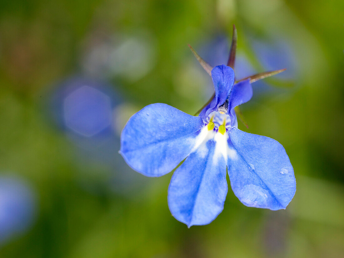  Nahaufnahme einer blauen Lobelienblüte, die im Kleingarten wächst. 