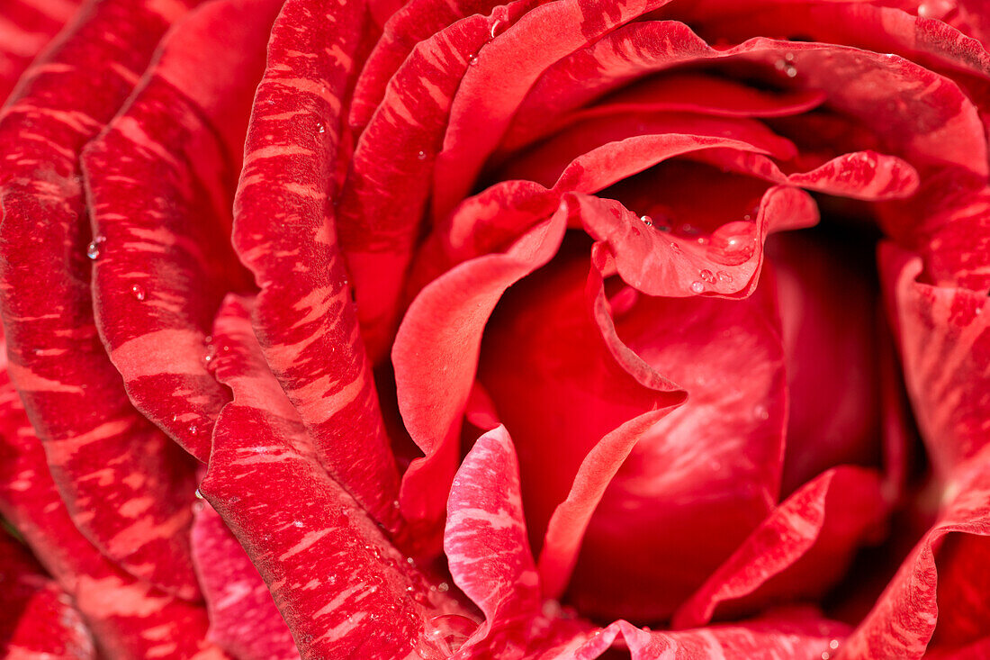 Close up of red striped garden rose growing in allotment garden.