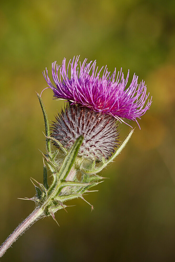  Blütenkopf einer Eselsdistel (Onopordum acanthium), auch Schottische Distel genannt. 