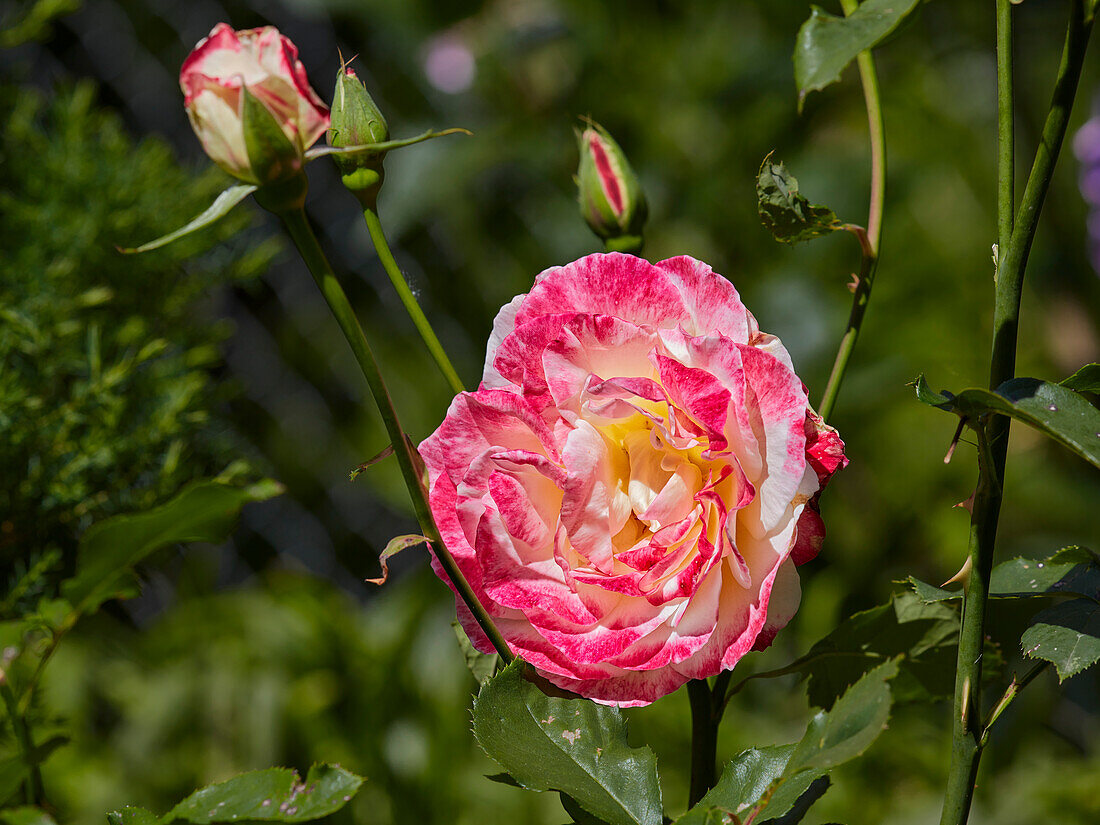  Nahaufnahme einer großen rot-weißen Blüte einer Gartenrose. 