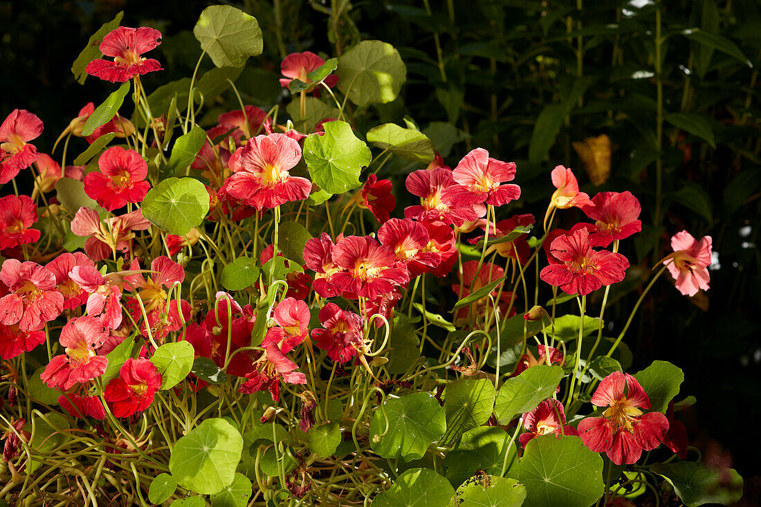  Nahaufnahme einer roten Kapuzinerkresse (Tropaeolum majus), die in einem Garten blüht. 