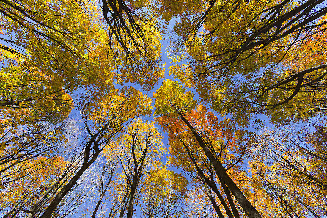 Autumnal forest in the Province of Quebec, Canada, North America