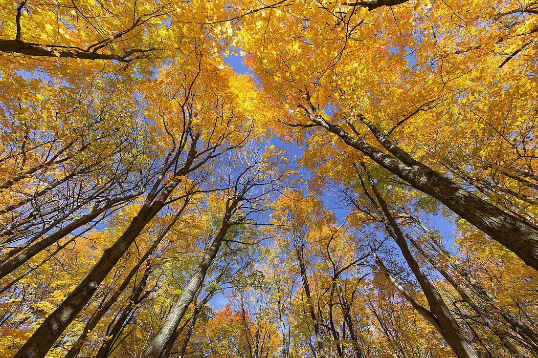  Herbstlicher Wald in der Provinz Quebec, Kanada, Nordamerika 