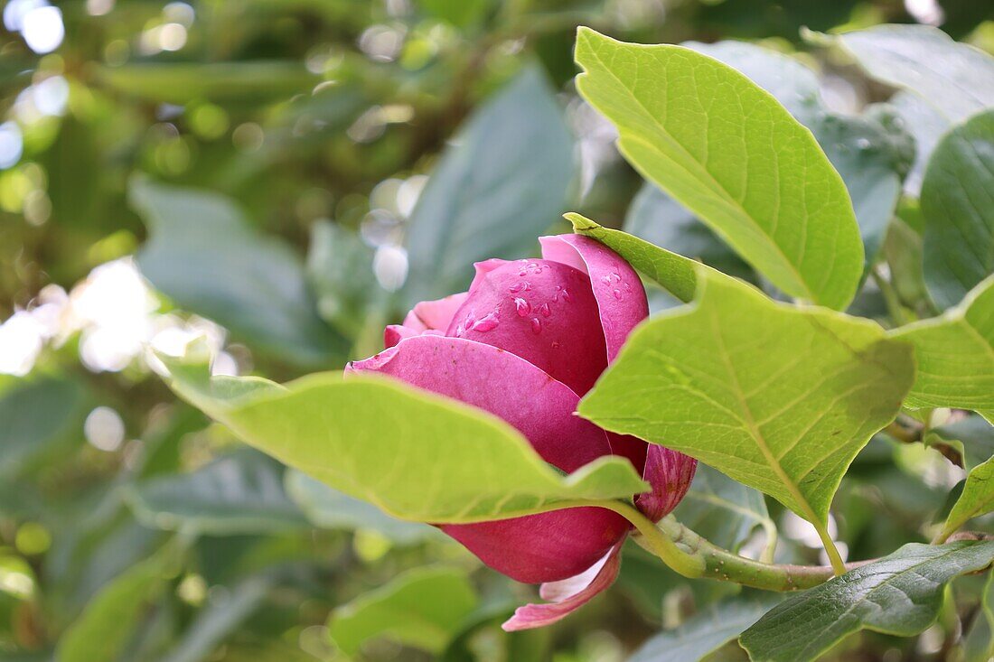  magnolia blossom 