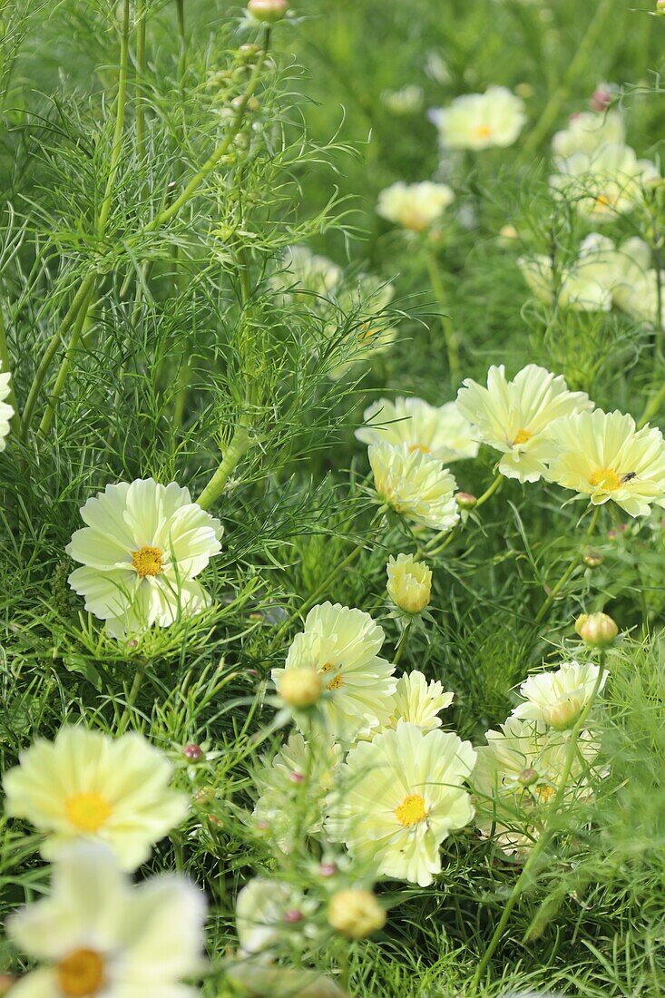 Schmuckkörbchen 'Xanthos' (Cosmea) im Beet, England, Großbritannien