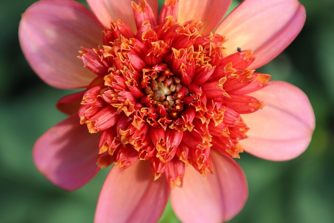  Dahlia Totally tangarine 