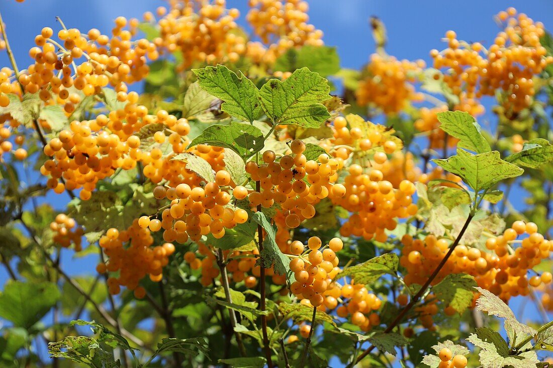  Viburnum opulus Xanthocarpum 