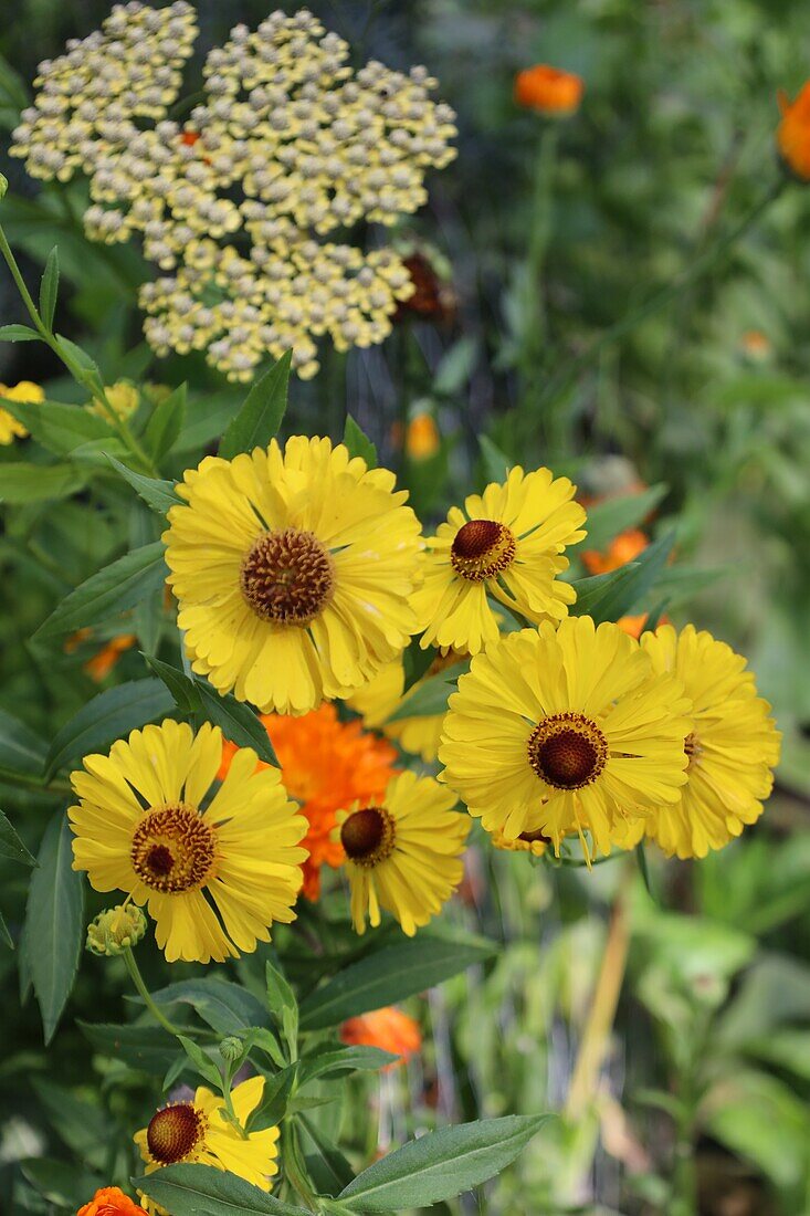  sneezeweed, marigold and yarrow 