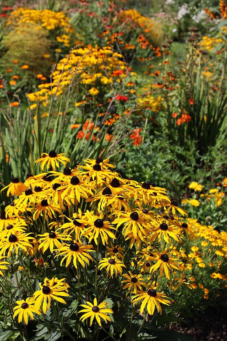  Autumn bed with Rudbeckia 