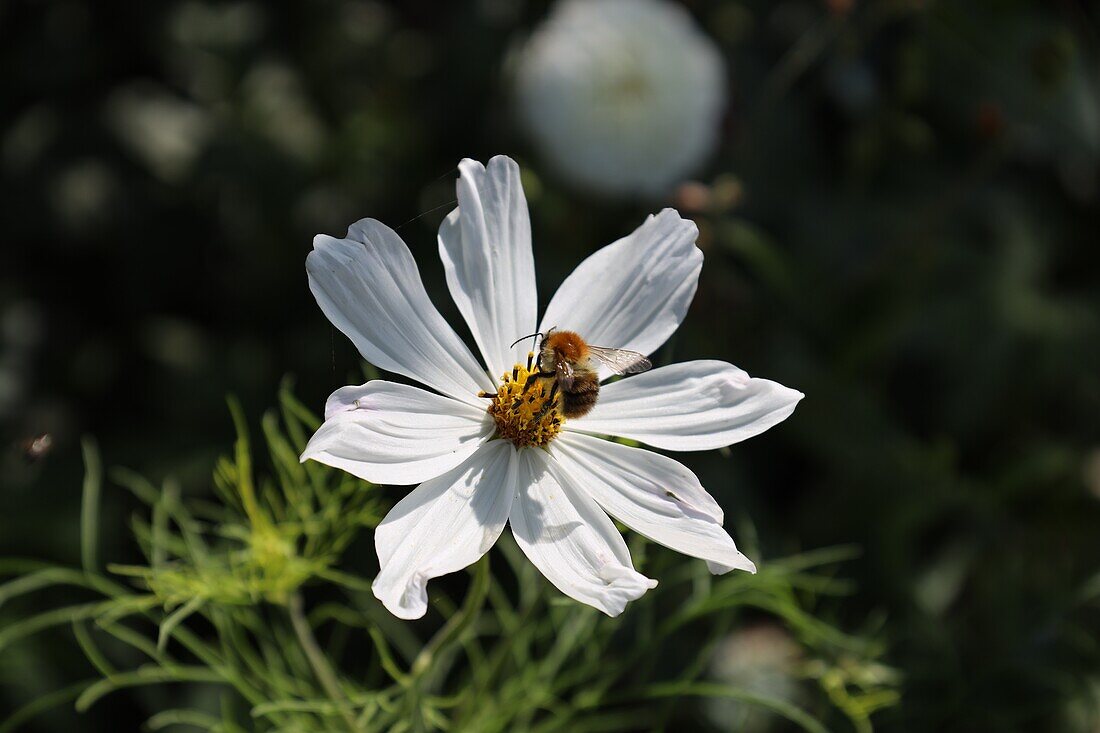  White cosmos with field bumblebee 