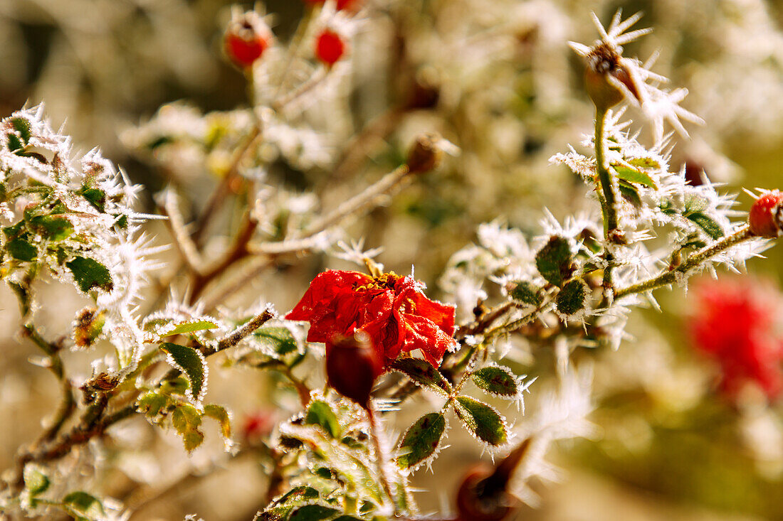  red rose with blossom, rose hips and hoarfrost in winter 