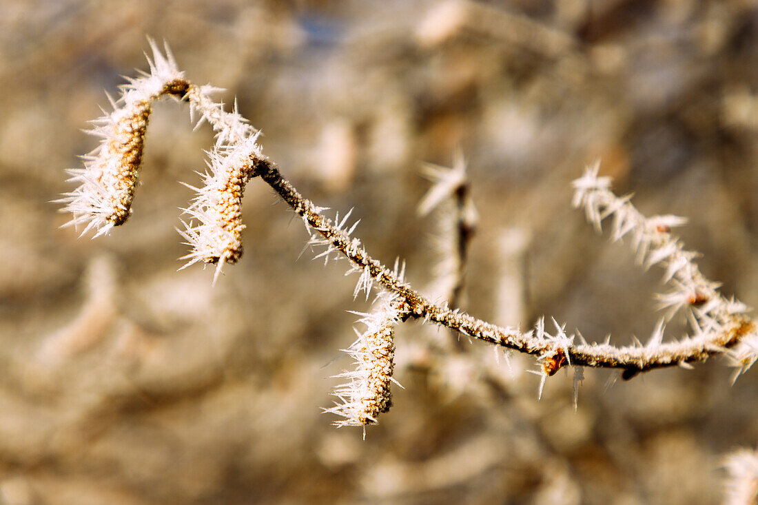  Hazelnut bush (Corylus avellana, common hazel, hazel bush) with male catkins and hoarfrost in winter 