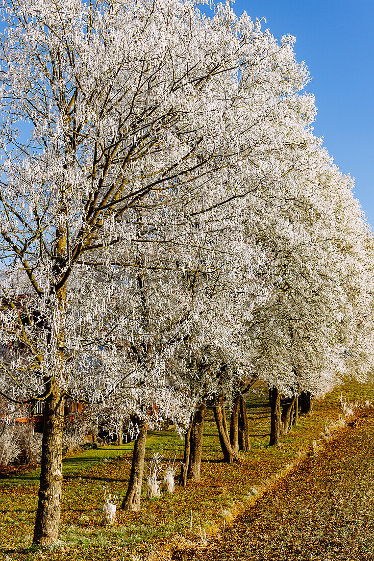  Row of trees at the edge of a field with hoarfrost in winter 