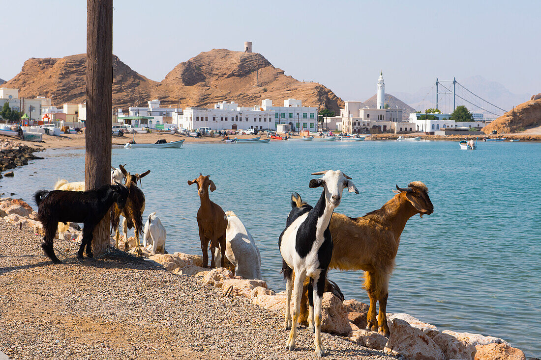 Ziegen im Dorf Al Ayjah, Nahe Hafenstadt Sur, Bucht Corniche Sur, Region Ash Sharqiyah, Sultanat Oman, Arabische Halbinsel, Naher Osten