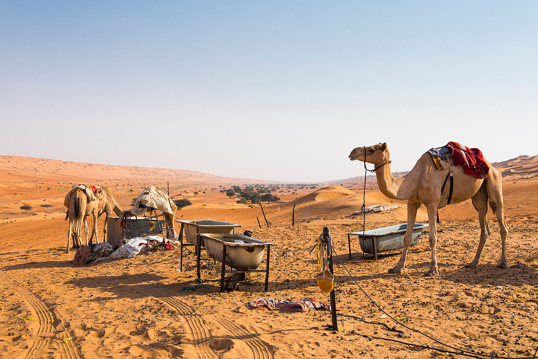 Kamele eines Beduinenlagers in den Sanddünen in der Sharqiya Wüste,  früher Wahiba Sands, Sultanat Oman, Arabische Halbinsel, Naher Osten