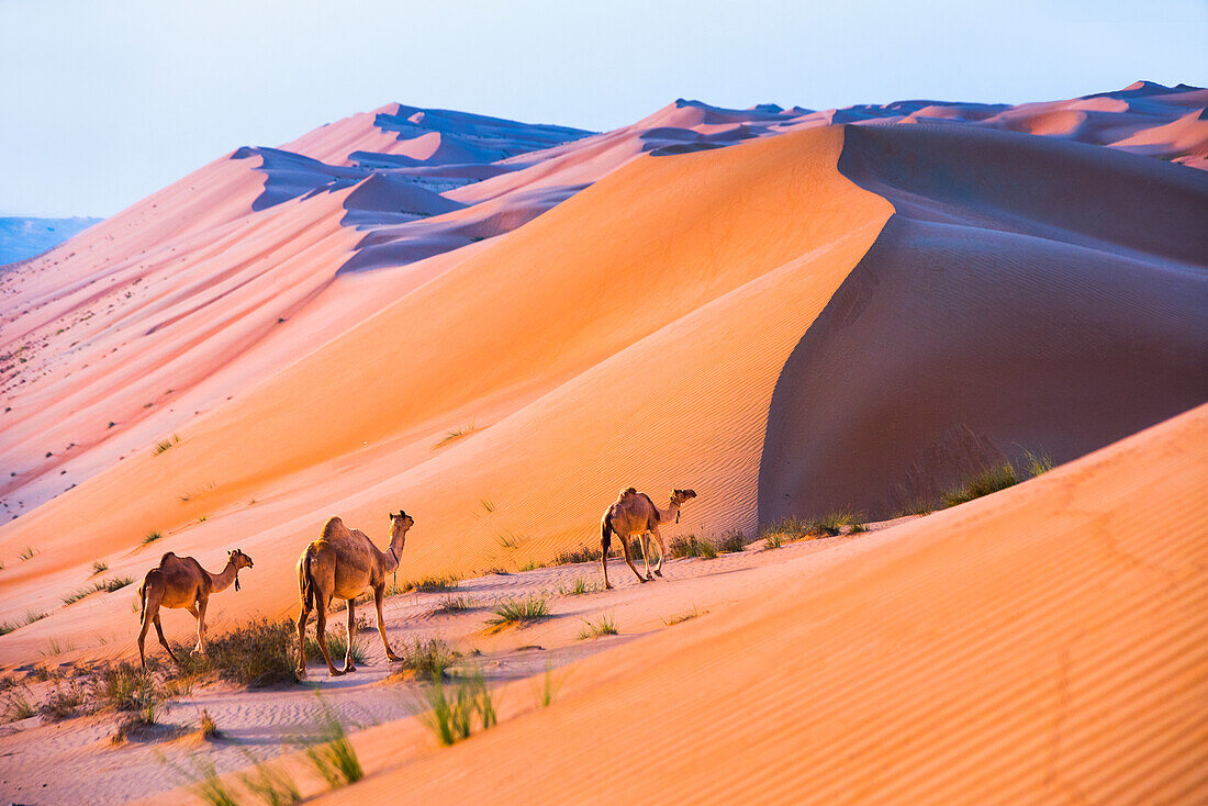 Dunes and camels in the Sharqiya Sands, formerly known as Wahiba Sands, region of desert in Sultanate of Oman, Arabian Peninsula, Middle East