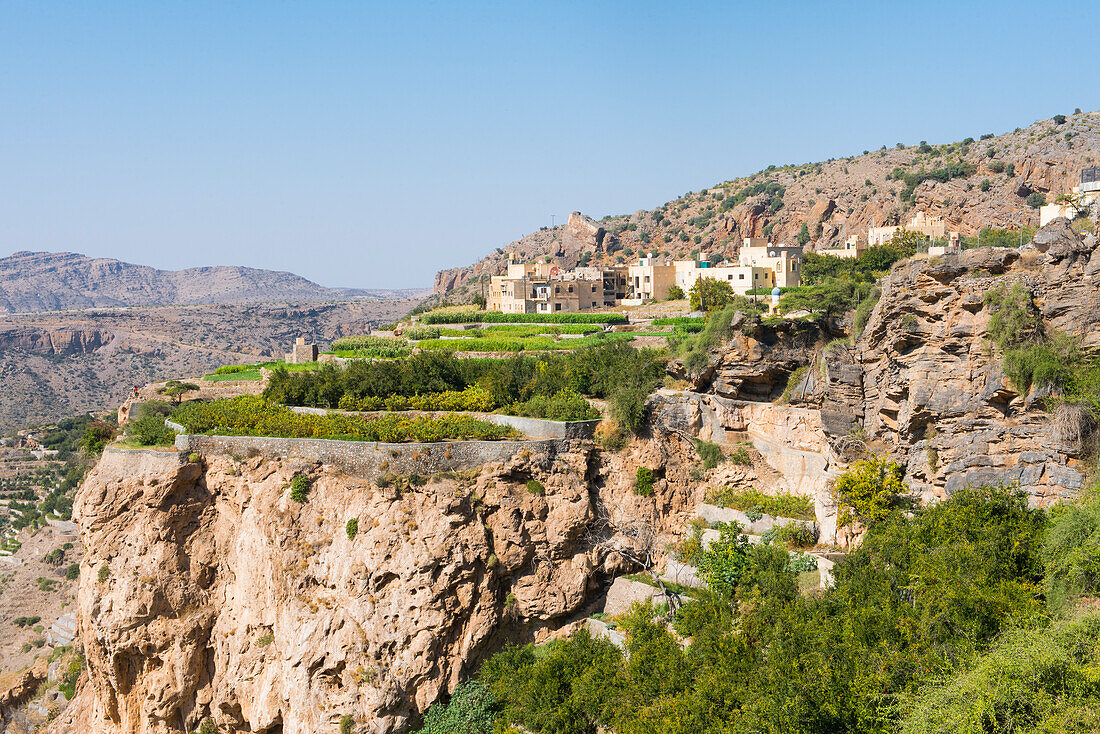 Terraced fields of the Perched villages (Al Ain, Al Agur) of Jabal Al Akhdar (Green Mountains) around the Sayq plateau, Sultanate of Oman, Arabian Peninsula, Middle East