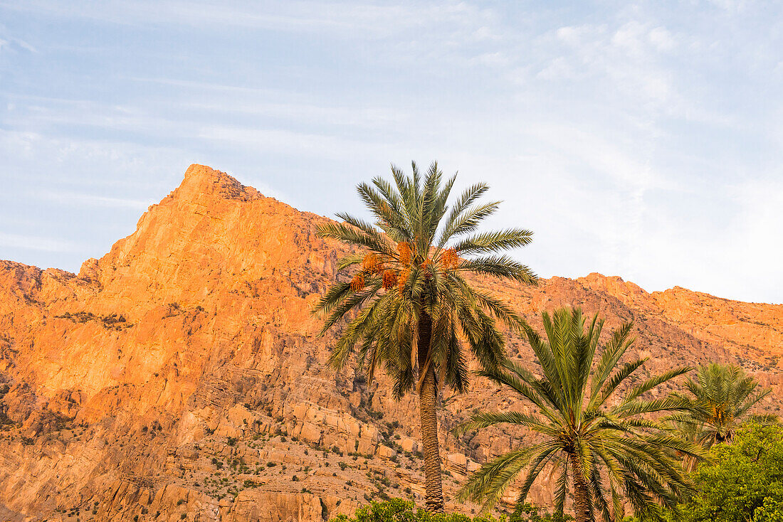 Palm trees on the heights of Wakan village in the Western Hajar Mountains, South Batinah Governorate in the border with Al Dakhiliyah Governorate through Al Hajar mountain range. Sultanate of Oman, Arabian Peninsula, Middle East