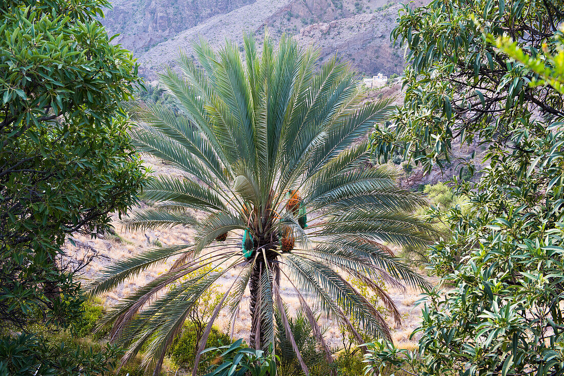 Dattel-Palmen über dem Dorf Wakan, westliches Hadschar-Gebirge, Gouvernement Süd-Batina, Sultanat Oman, Arabische Halbinsel, Naher Osten