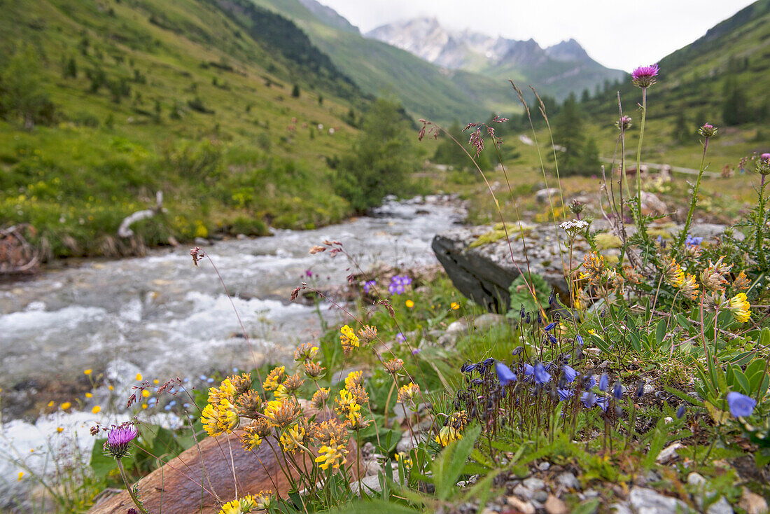 torrent, Riva Valley (Italian: Val di Riva, German: Reintal), adjacent to Ahrntal (Valle Aurina), Trentino-Alto Adige, Sudtyrol, South Tyrol, Italy, South-central Europe