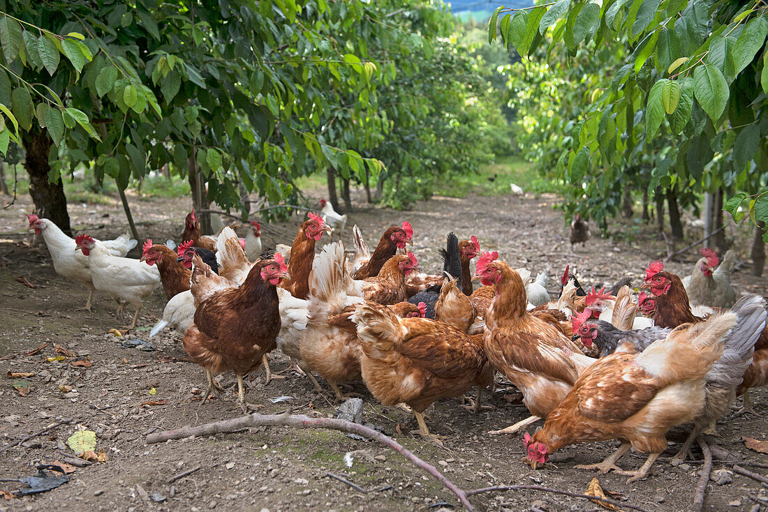 Aufzucht von Legehennen in einem Kirschgarten, Lerchenhof Bauernhof, Valdaora di Sotto, Pustertal, Südtirol, Trentino, Italien