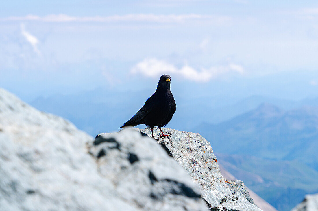  Austria, East Tyrol, Kals, Großglockner, Stüdlgrat, Dohle 