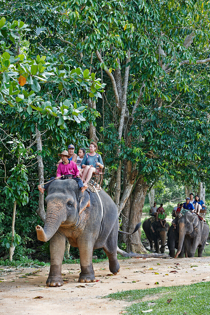 Tourists ride elephants during jungle trekking tour near Ao Nang town in Krabi Province, Thailand.