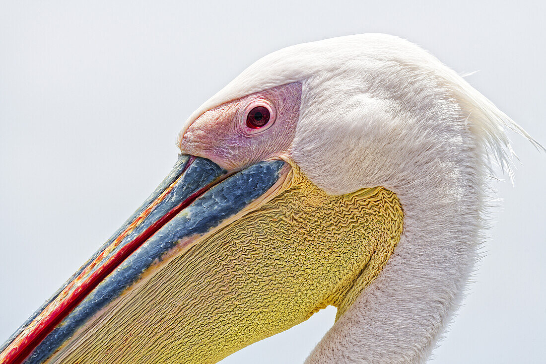  Pelican, Walvis Bay, Erongo, Namibia, Africa 