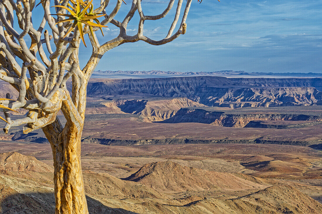  A quiver tree at the edge of the canyon, Fish River Canyon, Seeheim, Kharas, Namibia, Africa 