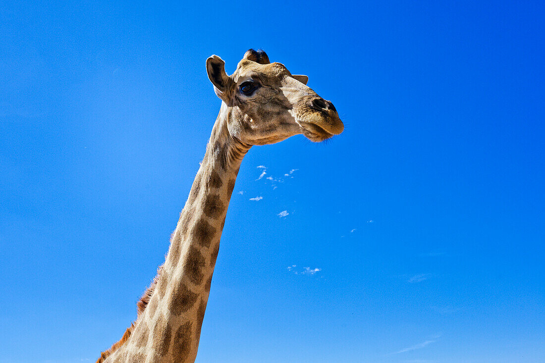  Giraffe, Windhoek, Khomas, Namibia, Africa 