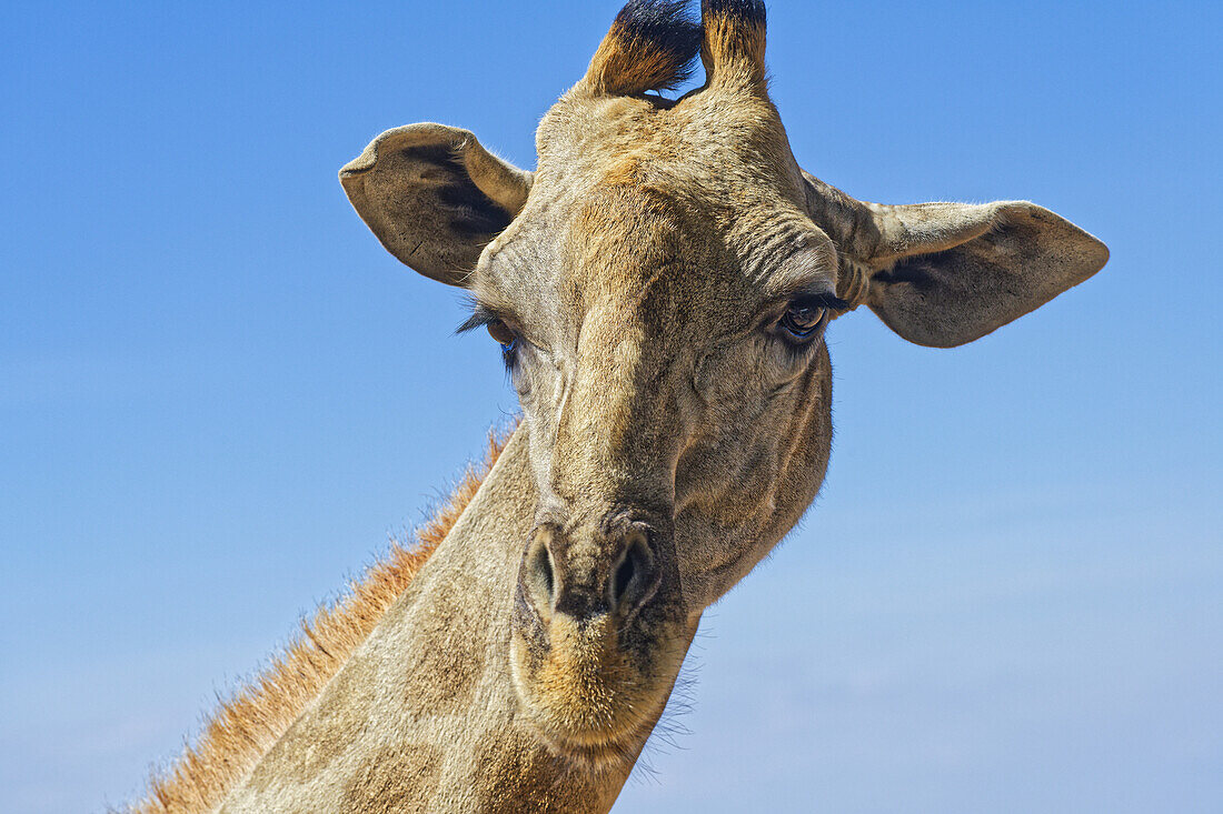  Giraffe, Windhoek, Khomas, Namibia, Africa 