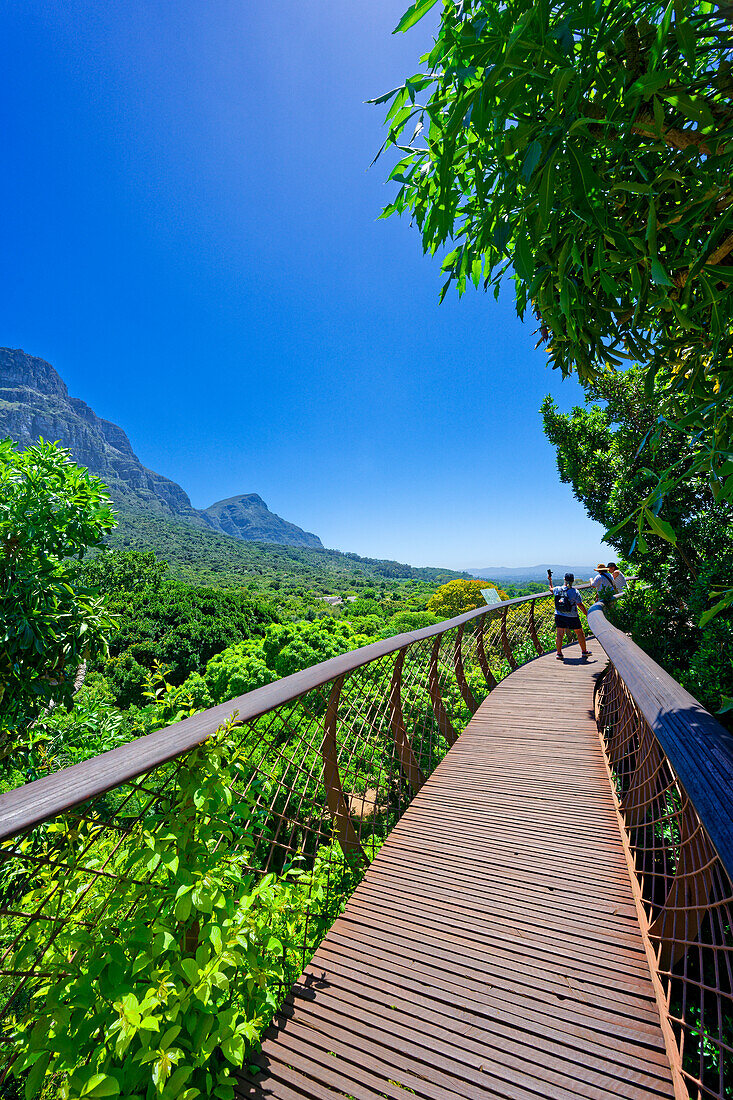  Tourists on the Boomslang, Treetop Walk, Botanical Garden, Kirstenbosch, Cape Town, South Africa, Africa 