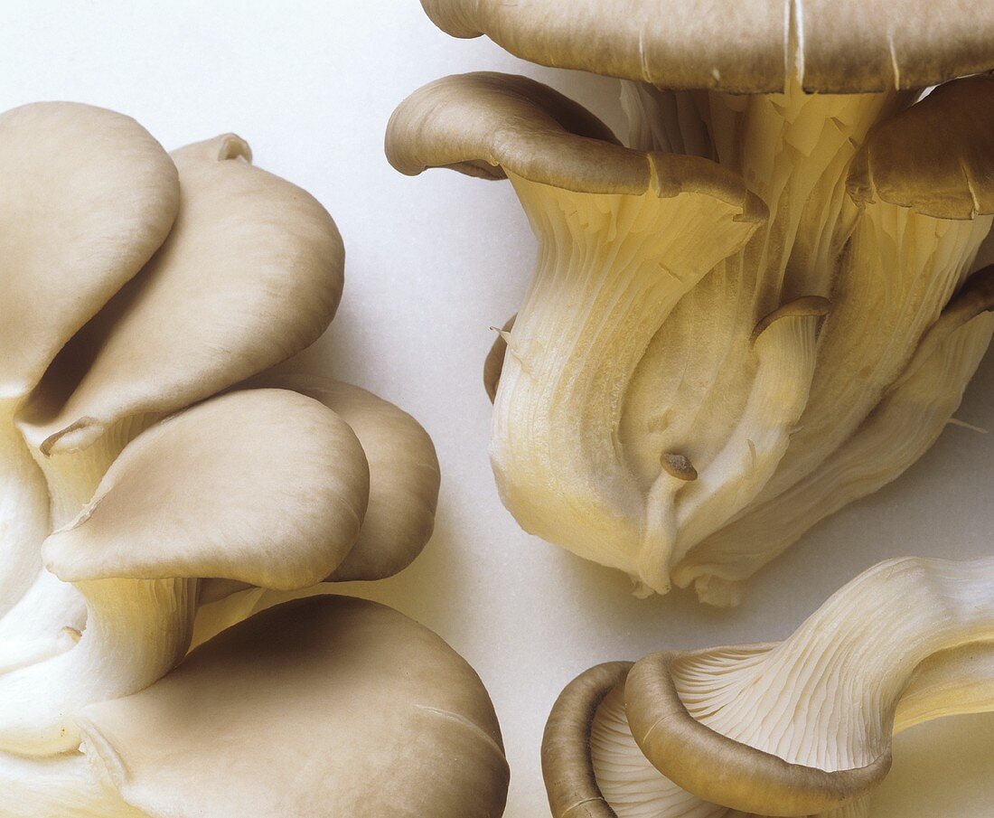 Oyster Mushrooms