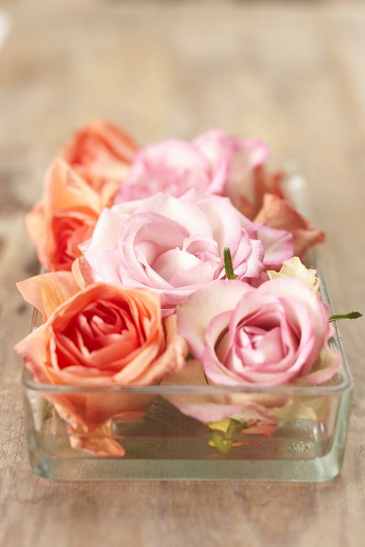 Roses in a glass bowl