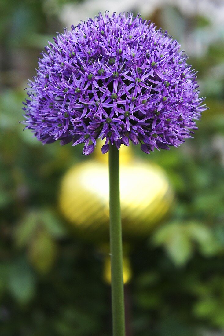 Schnittlauchblüte