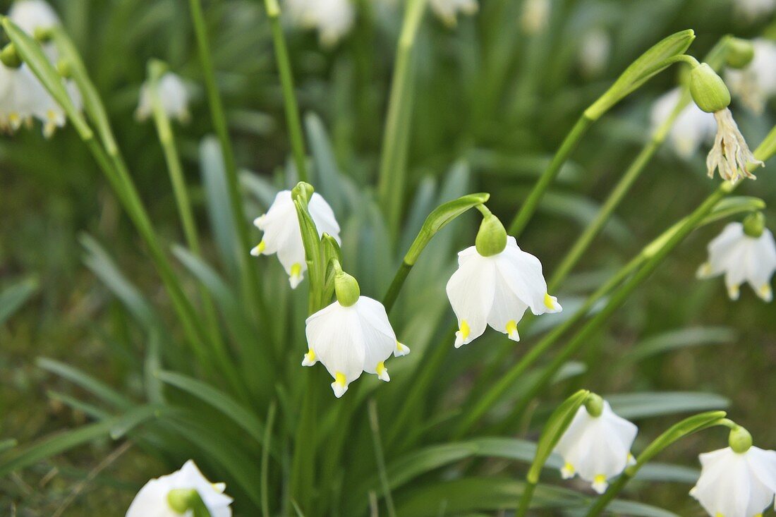 Frühlingsknotenblumen (Leucojum vernum)