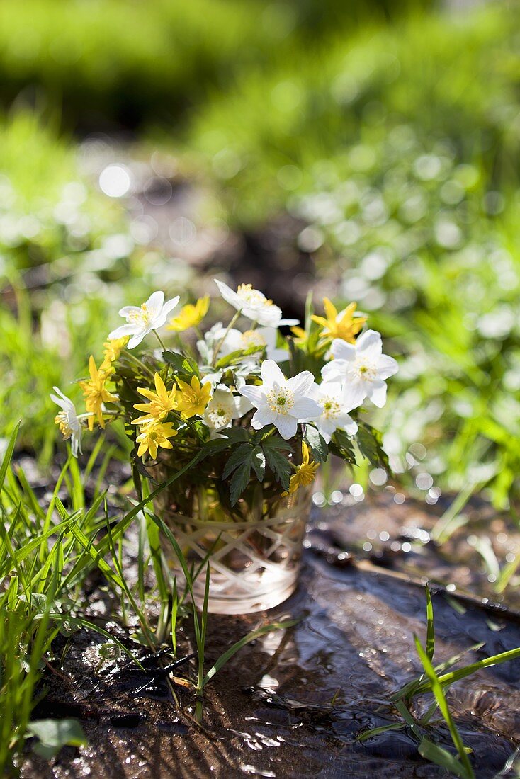 A glass of thimbleweed and lesser celandine in a stream