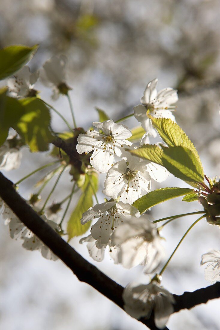 Cherry blossoms on a tree