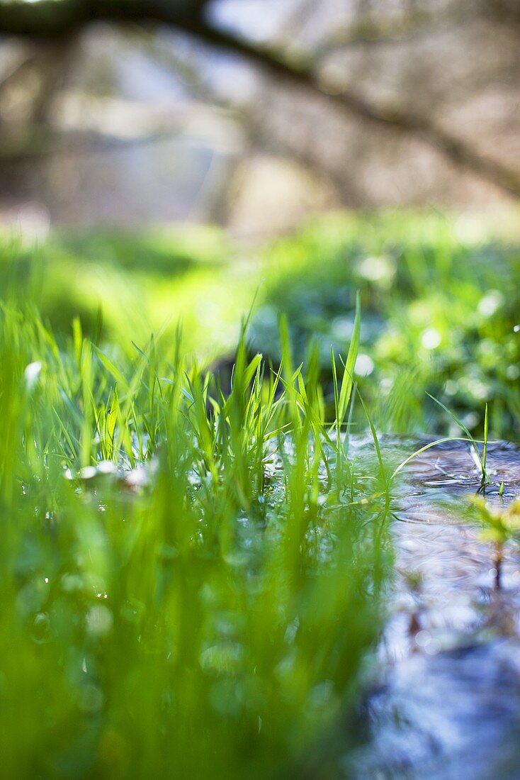 A small stream with grass in the sunlight