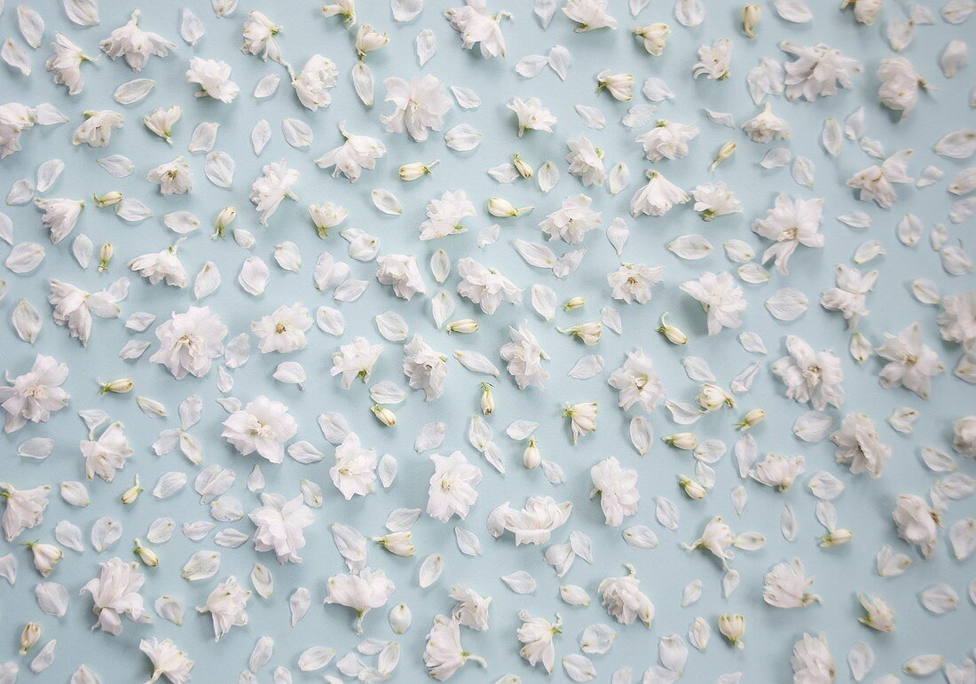 White delphiniums (close-up)