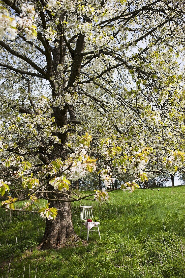 A lettuce and radishes on a white wooden chair under a blossoming cherry tree