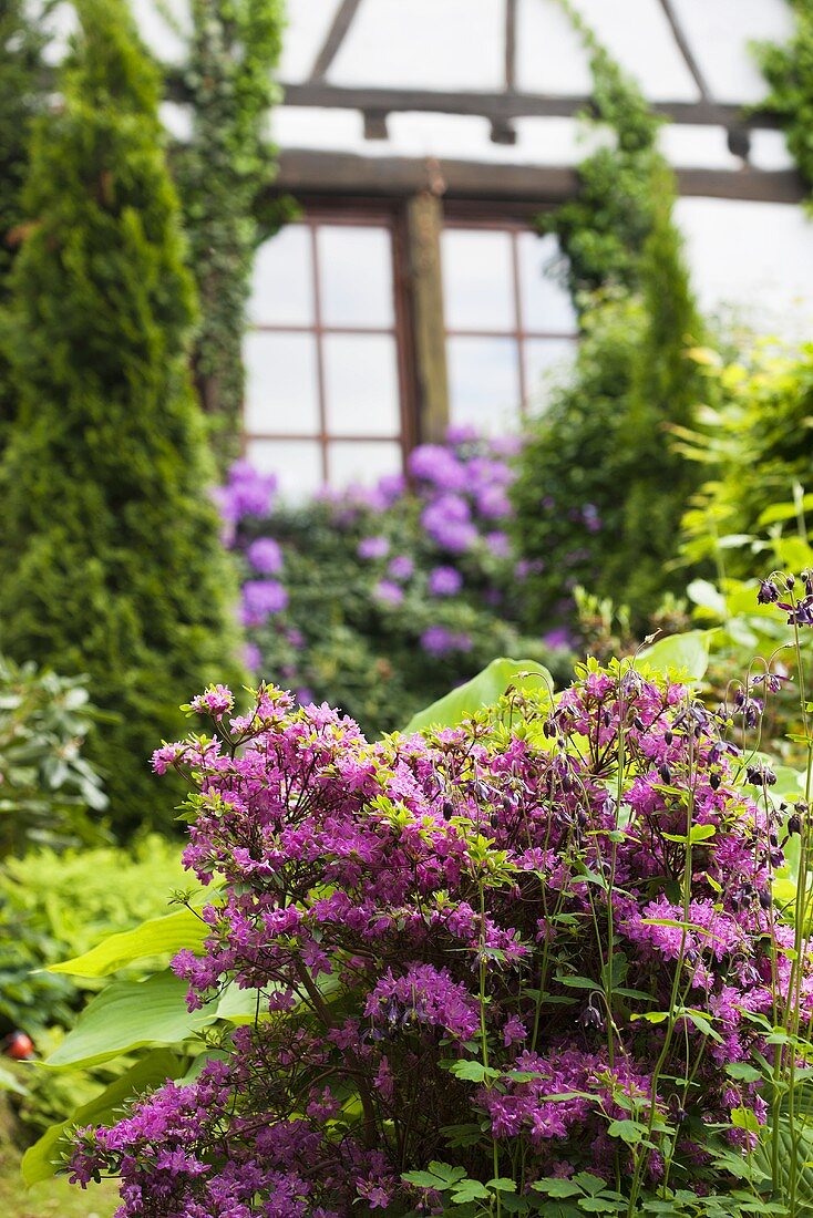 A garden with azaleas and rhododendrons in front of a half-timbered house