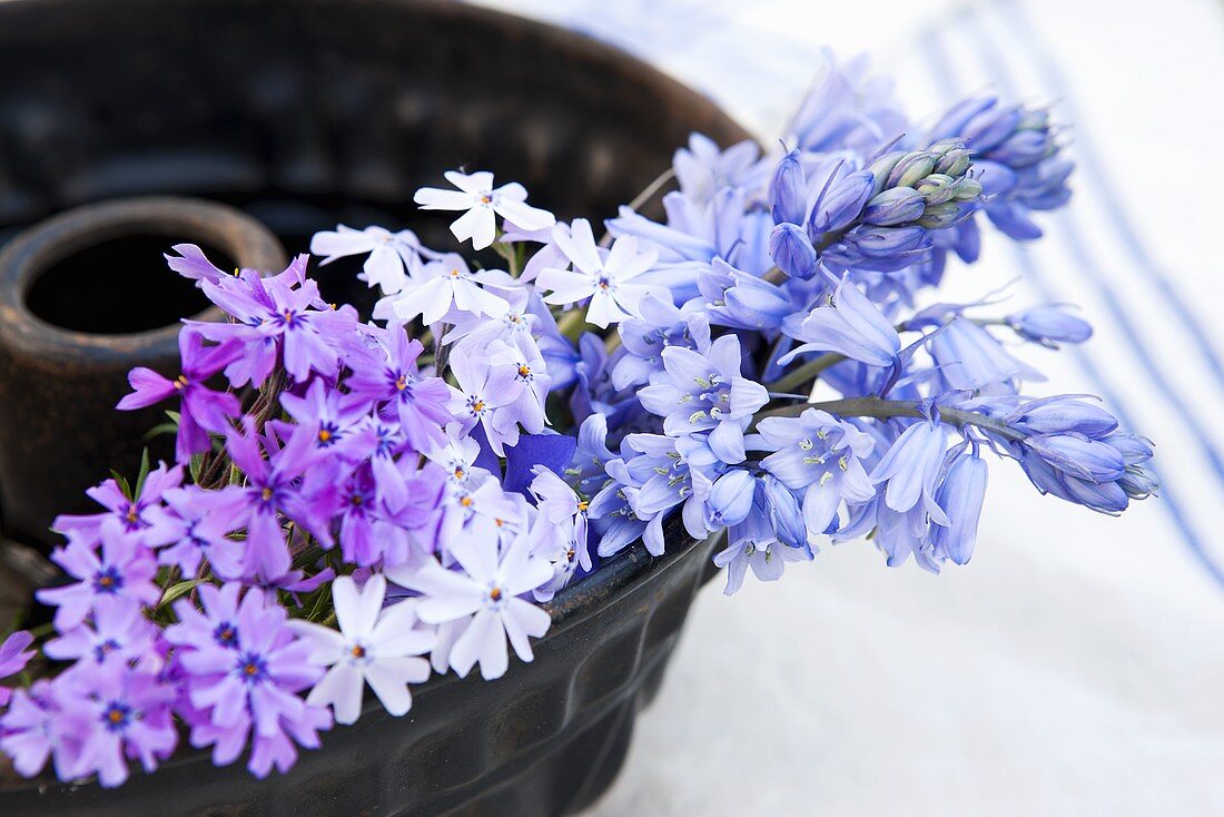 Bluebells (hyacinthoides hispanica blue) and aubrieta in a Bundt cake tin