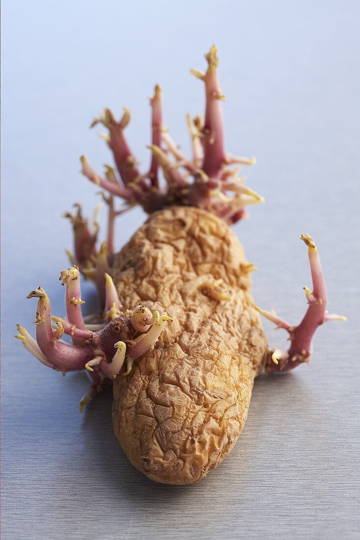 Sprouting potato