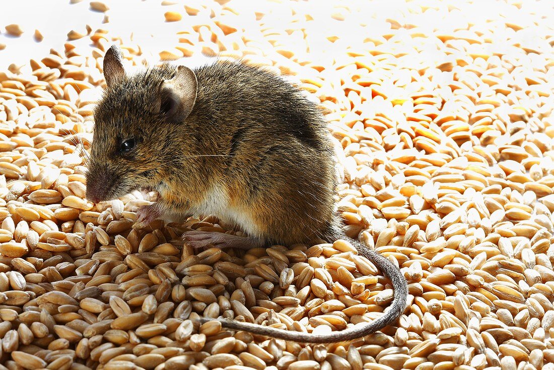 Live mouse on cereal grains