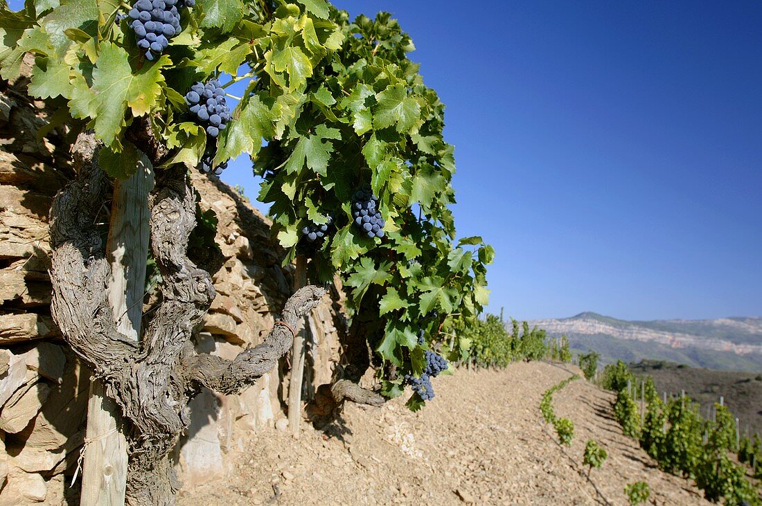 Very old Grenache vine, L'Ermita, Gratallops, Spain